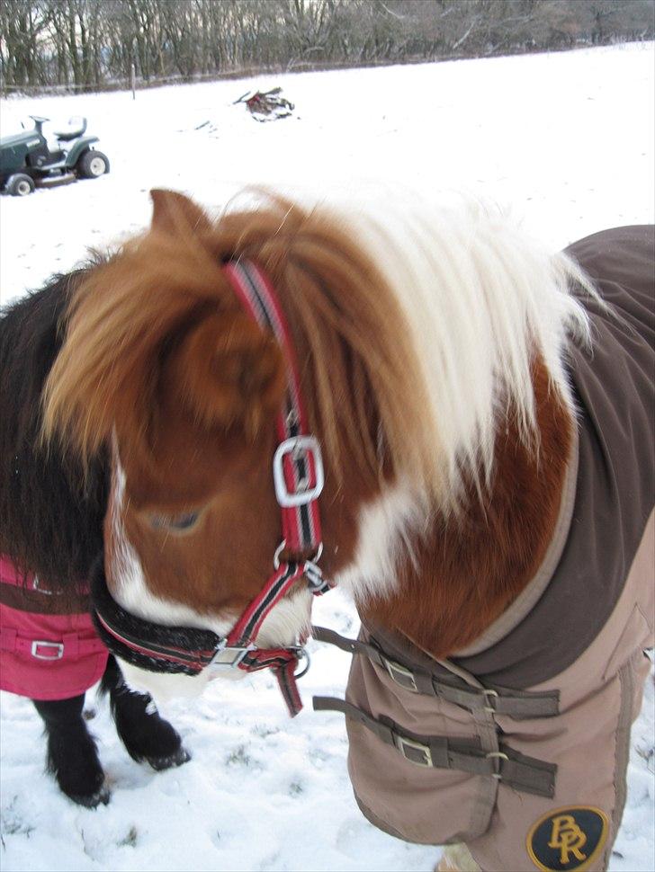 Anden særlig race Prins - vinter 2010 billede 8