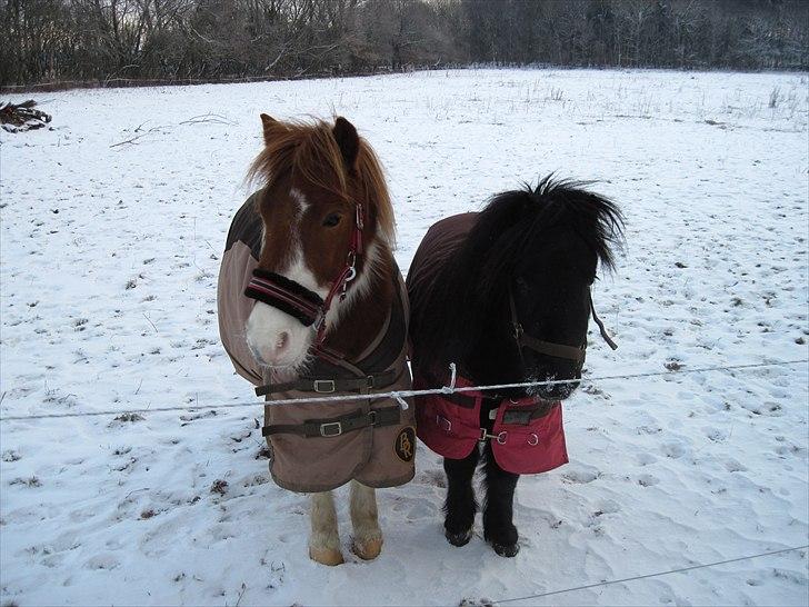 Anden særlig race Prins - ny rigtig flot stævne pony med rosen  knopper billede 9