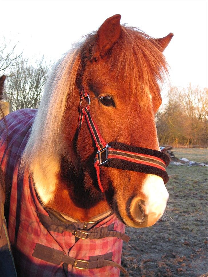 Anden særlig race Prins - vinter 27-01-2011 billede 10