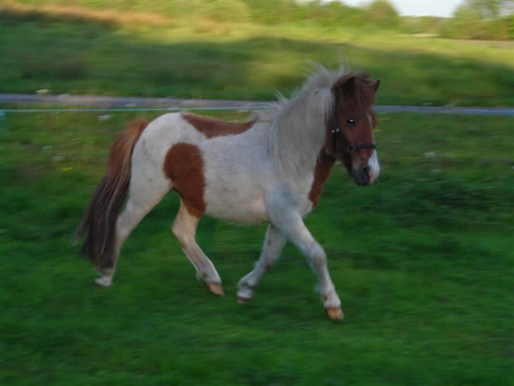 Anden særlig race Prins billede 11