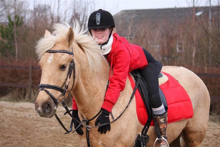 Connemara Engvejens Sunny *SOLGT*  - En sindsg træt Sunny, efter en hård dressurtræning. Foto: Raschfoto billede 4