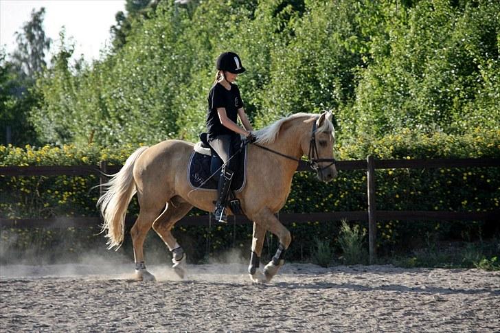 Connemara Engvejens Sunny *SOLGT*  - Med Sabrina :D - Foto: Mig selv,  med Sabrina´s kamera. Sikke dog han kan! :b billede 5