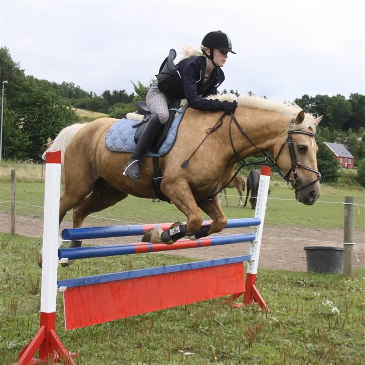 Connemara Engvejens Sunny *SOLGT*  - i en lækker stil over 110-115 cm, LÆKKER! og første gang, jeg er så stolt over det man, elsker dig sunny. foto: bendik med mit kamera. billede 6