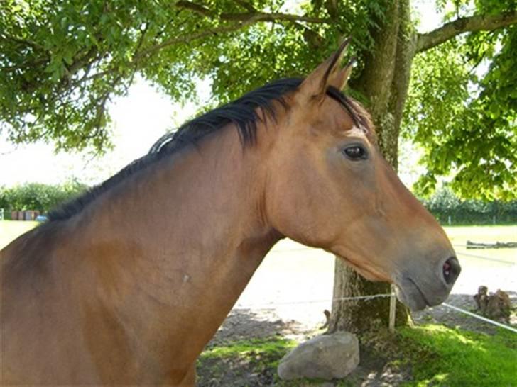 Dansk Varmblod Fiona billede 4