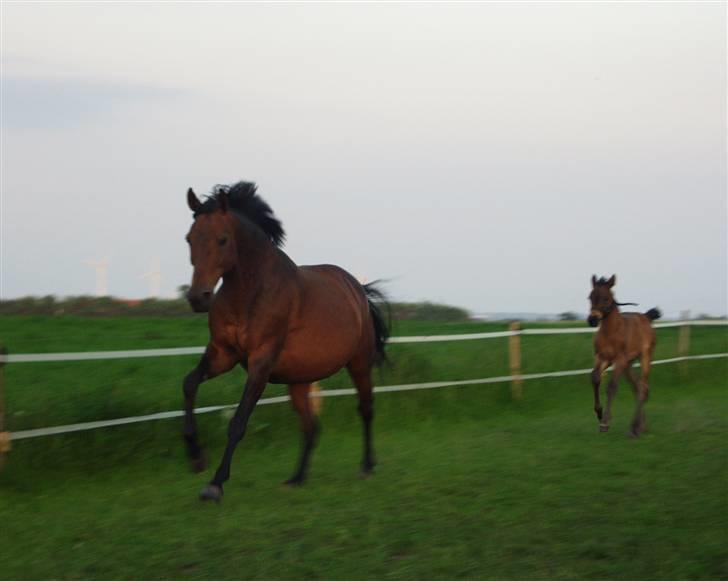 Dansk Varmblod Fiona billede 5