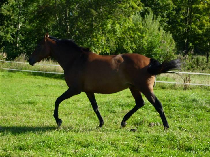 Dansk Varmblod Fiona billede 7