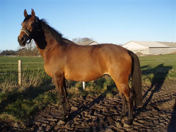 Dansk Varmblod Fiona billede 9