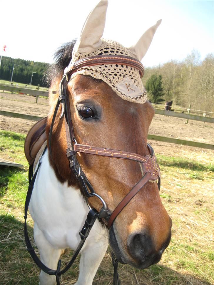 Anden særlig race Klokke Blomst  - velkommen til Klokke´s profil :D<33 foto: emss  billede 1