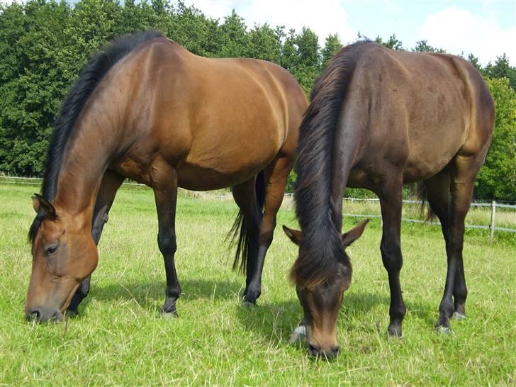 Dansk Varmblod Fiona billede 11