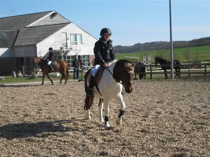 Anden særlig race Klokke Blomst  - stævne hiri. foto: Emma  billede 2