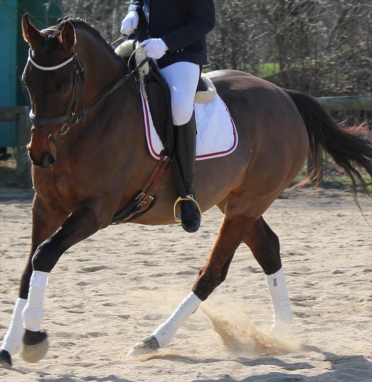 Dansk Varmblod Faster - Stævne i Malling Foto Linda billede 3
