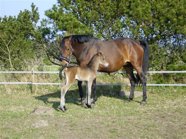 Dansk Varmblod Fiona billede 12