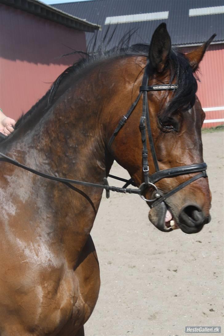 Hollandsk Varmblod  Vincent ( Hr. vimse) - fotograf katrine olsen billede 7