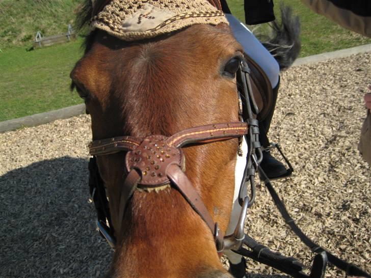 Anden særlig race Klokke Blomst  - Haaalløøøjj :o) billede 4