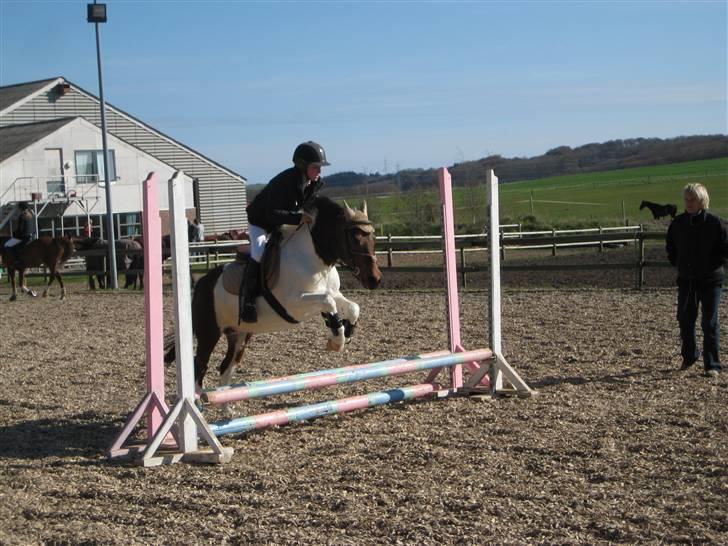 Anden særlig race Klokke Blomst  - jaajaa foto: Emma billede 5