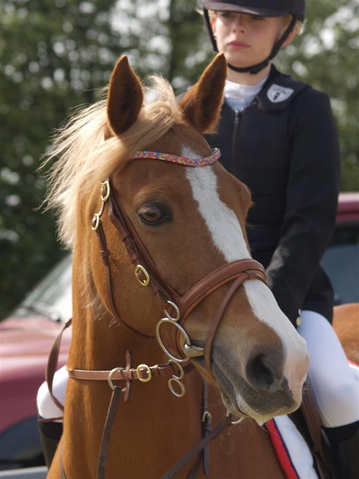 Belgisk Sportspony Casper - Selvtillid og lækkert hår! billede 2