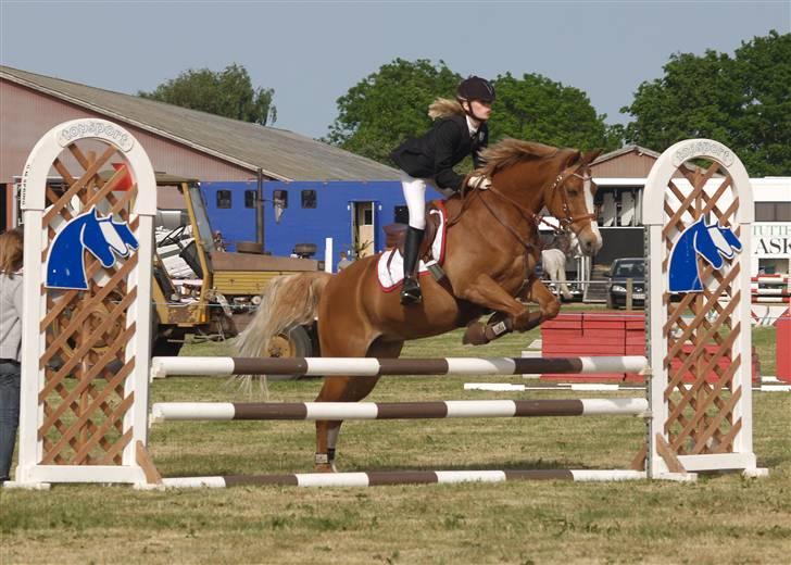 Belgisk Sportspony Casper billede 3