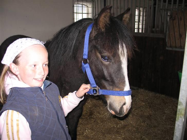 New Forest Meldgaardens Sir Everhard - billede 2 billede 28