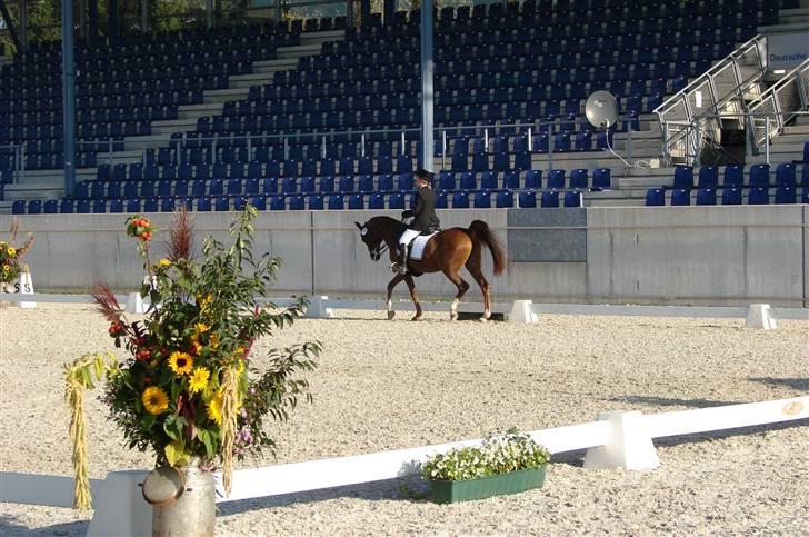 Arabisk fuldblod (OX) Milastica billede 3