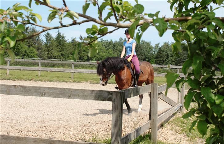 Connemara Elmely's Chacarel - 16# Dressurtræning d. 31 maj ^^ [Foto: Farmand] billede 16