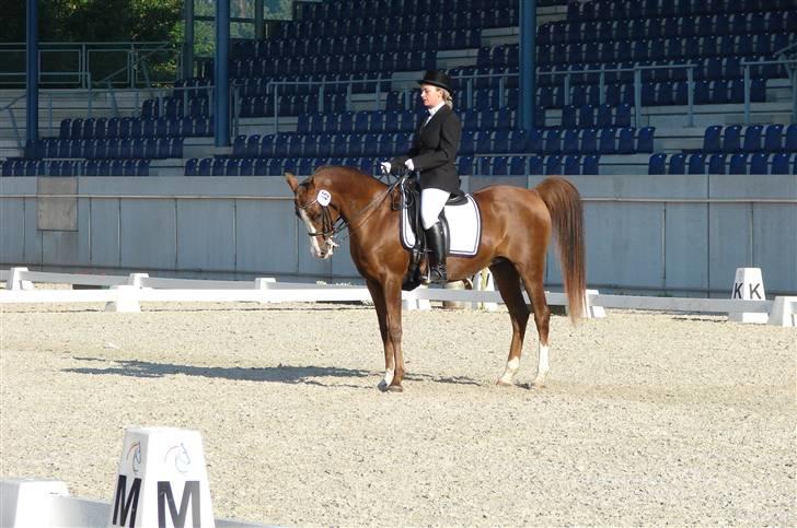 Arabisk fuldblod (OX) Milastica billede 4