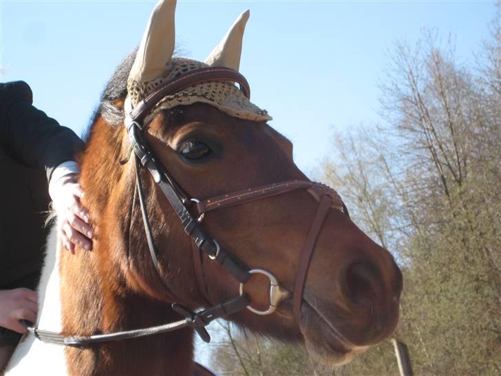 Anden særlig race Klokke Blomst  - klokski :D <33  billede 11