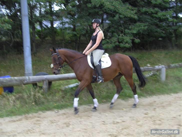 Dansk Varmblod Oldgårdens Luna *X-part* - Dressur 09 billede 16