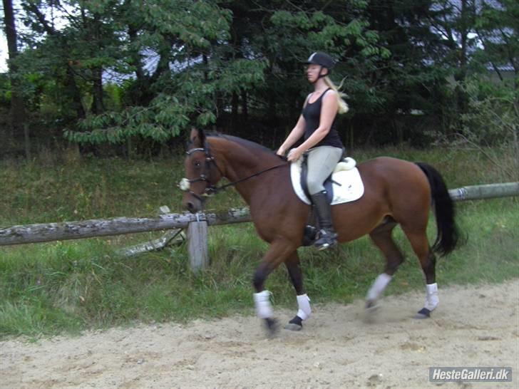 Dansk Varmblod Oldgårdens Luna *X-part* - Smukke luna  09 billede 18