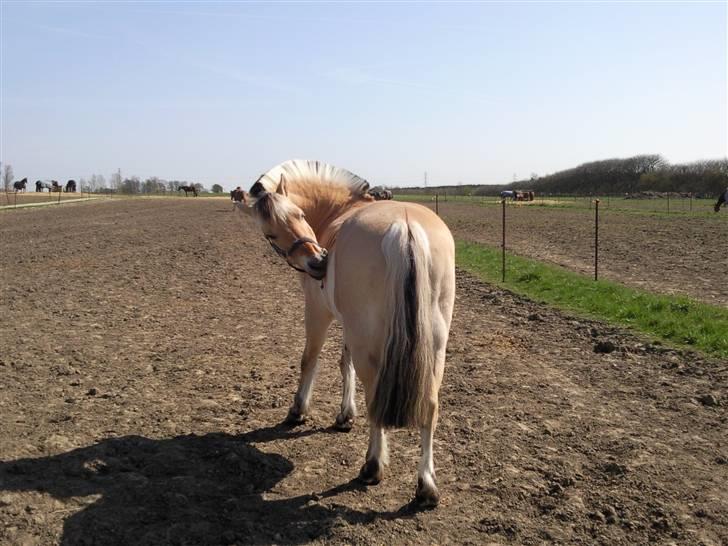 Fjordhest Grisling billede 17