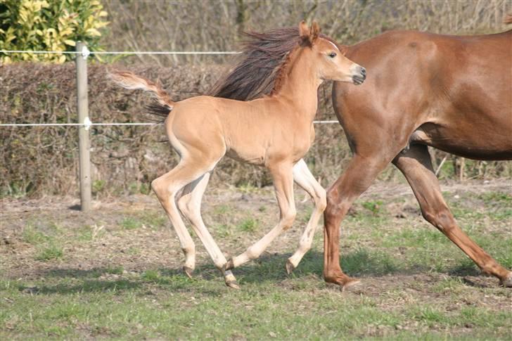 Arabisk fuldblod (OX) Emilio DØD D. 21. maj - Fotograf Monica Petersen 13. april 2009 billede 12