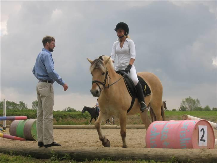 Fjordhest Grisling billede 18