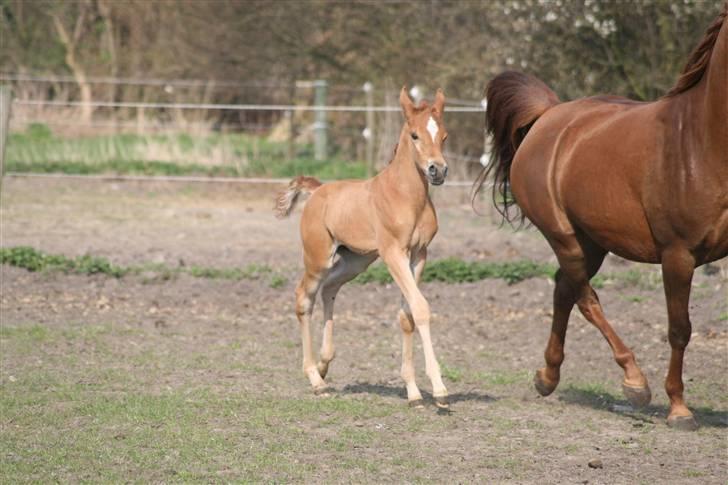 Arabisk fuldblod (OX) Emilio DØD D. 21. maj - Fotograf Monica Petersen 13. april 2009 billede 13