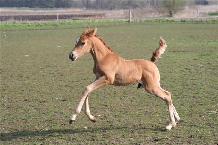 Arabisk fuldblod (OX) Emilio DØD D. 21. maj - Fotograf Monica Petersen 13. april 2009 billede 14