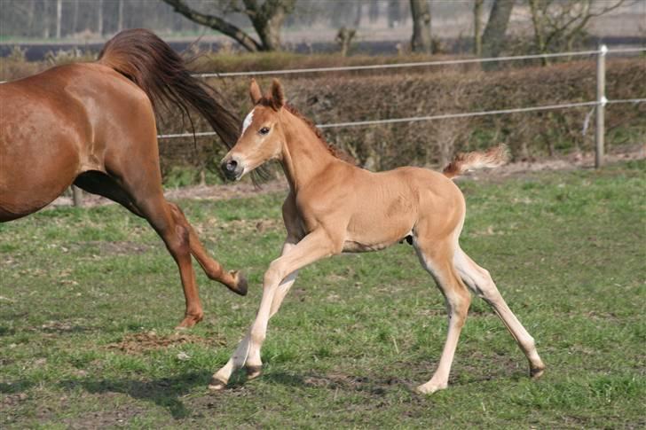 Arabisk fuldblod (OX) Emilio DØD D. 21. maj - Fotograf Monica Petersen 13. april 2009 billede 15