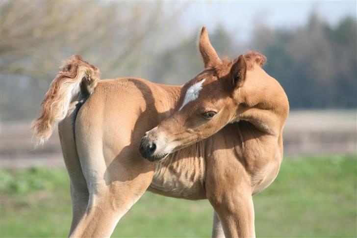 Arabisk fuldblod (OX) Emilio DØD D. 21. maj - Fotograf Monica Petersen 13. april 2009 billede 16