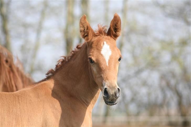 Arabisk fuldblod (OX) Emilio DØD D. 21. maj - Fotograf Monica Petersen 13. april 2009 billede 17
