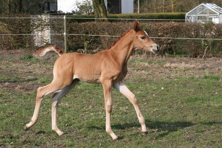 Arabisk fuldblod (OX) Emilio DØD D. 21. maj - Fotograf Monica Petersen 13. april 2009 billede 18