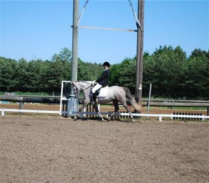 Connemara Canella billede 13