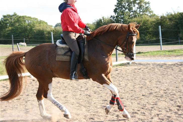 Dansk Varmblod Bemcha Swing **solgt** - NYT... sept. 09  billede 12