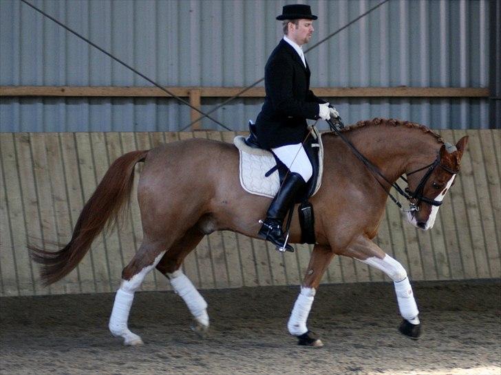 Dansk Varmblod Bemcha Swing **solgt** - Opvarmning MB2 2011 billede 13