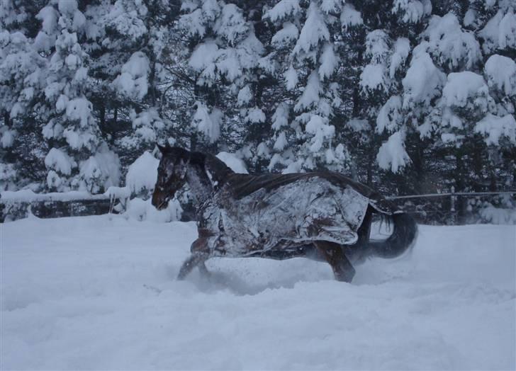 Westfaler Attache <3 *SOLGT* - Fordi sne er klistret :D billede 17