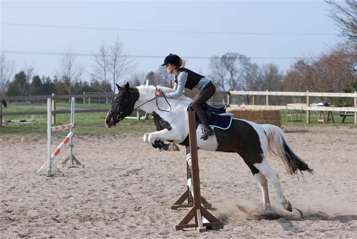 Tysk Sportspony Kiowa 006  *R.I.P* - Træning ca. mb-ma højde ;)<3 billede 13