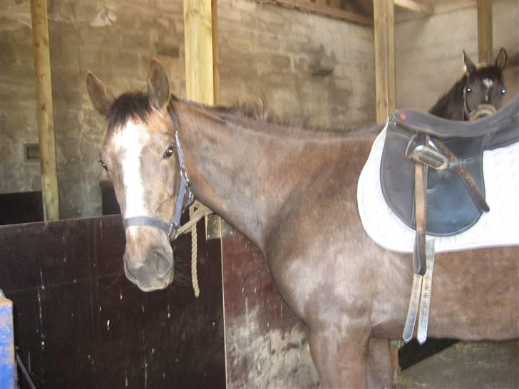 Dansk Varmblod vena blúsbakke - første gang med sadle på april 09 billede 19