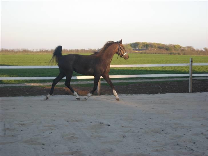 Dansk Varmblod vena blúsbakke - er jeg ik dejlig april 09 billede 20