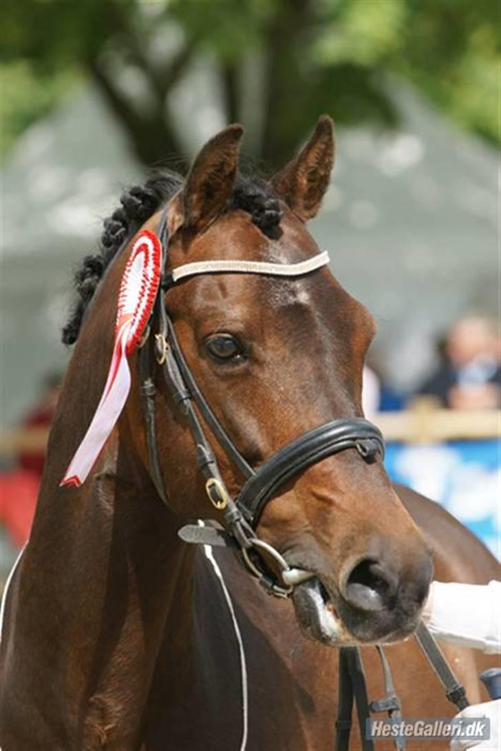 New Forest Offem Minos  Avlshingst - Foto: Lene Thaulow, Hippios billede 4