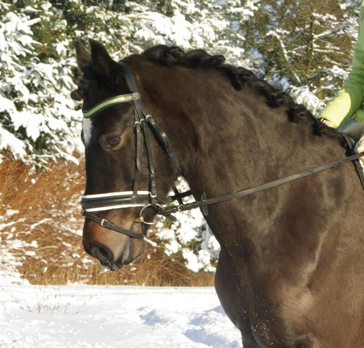Welsh Cob (sec D) Bjørnstrups mona lisa - smukkemums (; .. nr. 2 rosenknop var ved at ryge op, derfor ser den skæg ud (: billede 11