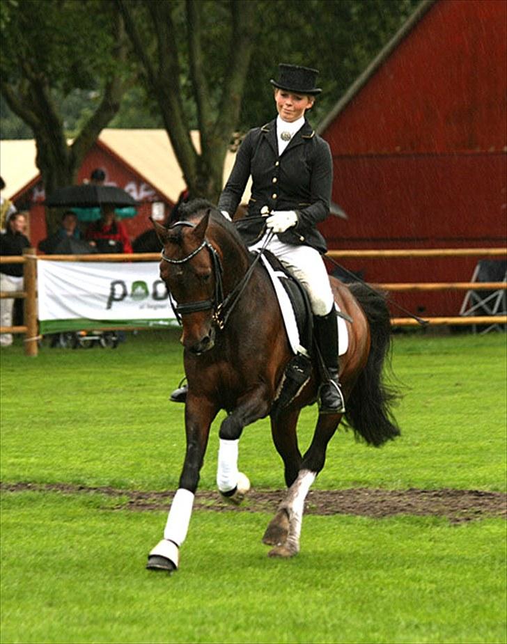 New Forest Offem Minos  Avlshingst - Minos og jeg til dressur opvisning 2010 billede 7