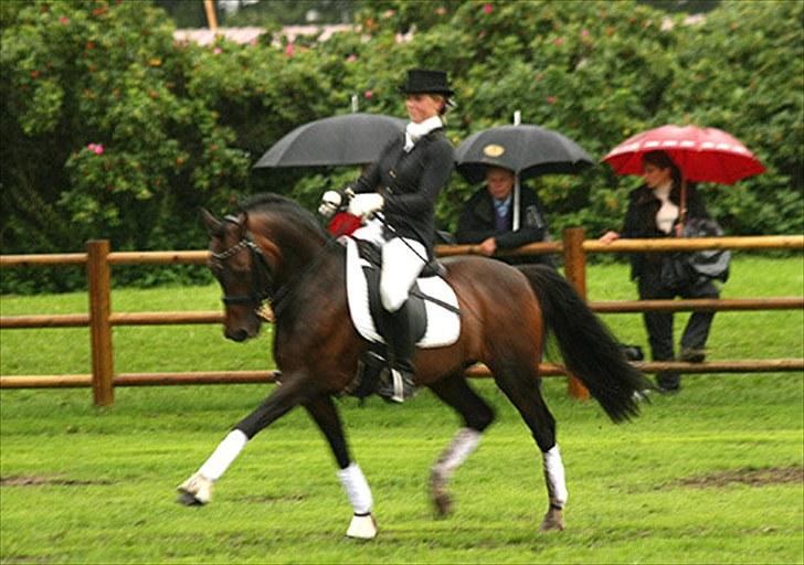 New Forest Offem Minos  Avlshingst - Minos og jeg til dressur opvisning 2010 billede 8