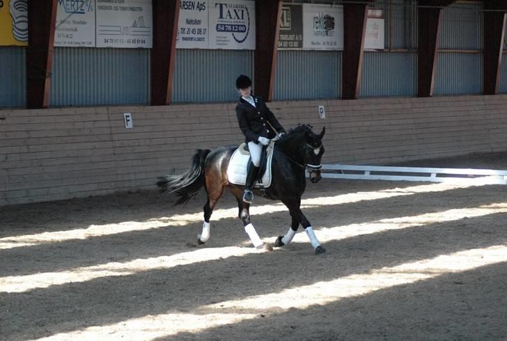 Welsh Cob (sec D) Bjørnstrups mona lisa - Stævne i MARK d. 31 maj, LC3 billede 10