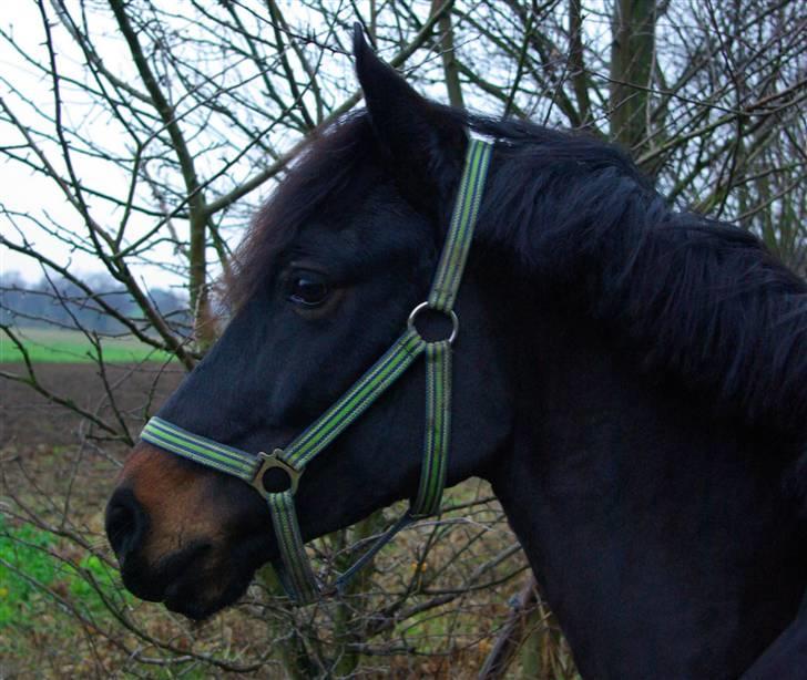 Welsh Cob (sec D) Bjørnstrups mona lisa - Vintermulen :) billede 16